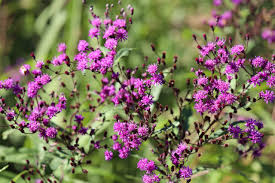 Image result for HEUCHERA americana 'Palace Purple Auslese'