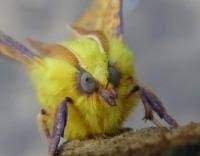 Attēlu rezultāti vaicājumam “Ennomos alniaria”