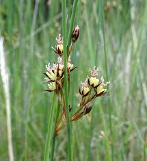 Attēlu rezultāti vaicājumam “Juncus balticus”