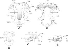Image result for Hypanus sabinus