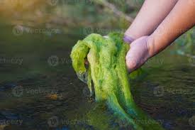 Attēlu rezultāti vaicājumam “Cladophora glomerata”