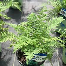 Attēlu rezultāti vaicājumam “Athyrium filix-femina”