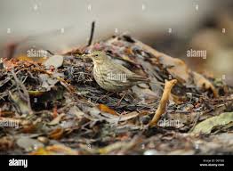 Attēlu rezultāti vaicājumam “Anthus petrosus adult”
