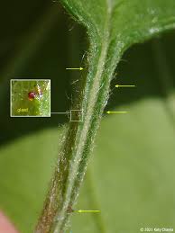 Attēlu rezultāti vaicājumam “Crataegus submollis fruit”