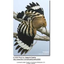 Attēlu rezultāti vaicājumam “Upupa epops adult”