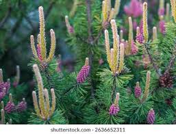 Attēlu rezultāti vaicājumam “Pinus mugo male flower”