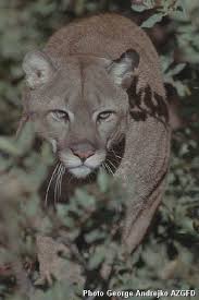 Image result for Craigmount Cougars