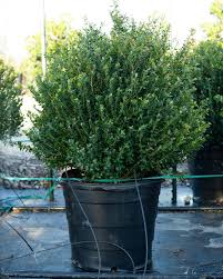 Attēlu rezultāti vaicājumam “Conardia compacta”