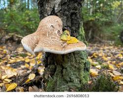 Attēlu rezultāti vaicājumam “Piptoporus betulinus”