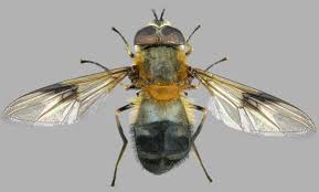 Attēlu rezultāti vaicājumam “Leucozona lucorum”