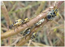 Attēlu rezultāti vaicājumam “Eurydema dominulus imago”