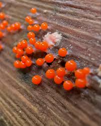 Attēlu rezultāti vaicājumam “Hemitrichia decipiens spores”