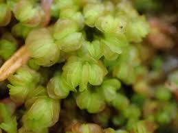 Attēlu rezultāti vaicājumam “Mylia anomala”