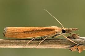 Attēlu rezultāti vaicājumam “Agriphila tristella”