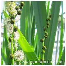 Attēlu rezultāti vaicājumam “Sparganium minimum fruit”