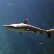 Image result for Carcharhinus amblyrhynchos