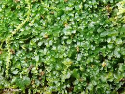 Attēlu rezultāti vaicājumam “Riccardia latifrons”