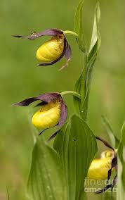Attēlu rezultāti vaicājumam “Cypripedium calceolus flower”