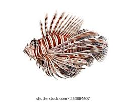 Image result for Pterois volitans