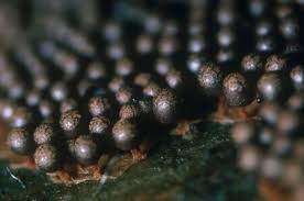 Attēlu rezultāti vaicājumam “Lindbladia tubulina spores”