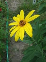 Attēlu rezultāti vaicājumam “Helianthus tuberosus flower”