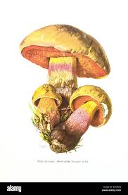 Attēlu rezultāti vaicājumam “Boletus luridus”