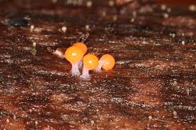 Attēlu rezultāti vaicājumam “Hemitrichia decipiens stalked”