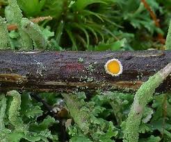 Attēlu rezultāti vaicājumam “Lachnellula willkommii”