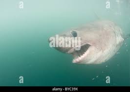 Image result for Lamna ditropis