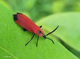 Attēlu rezultāti vaicājumam “Lycidae”