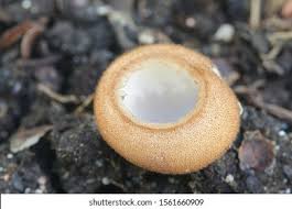 Attēlu rezultāti vaicājumam “Humaria hemisphaerica”