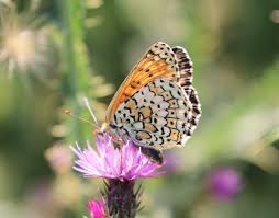 Attēlu rezultāti vaicājumam “Melitaea cinxia upperside”