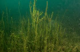 Attēlu rezultāti vaicājumam “Hydrilla verticillata”
