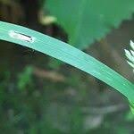 Attēlu rezultāti vaicājumam “Poa trivialis leaf”