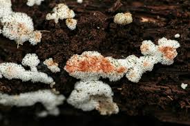 Attēlu rezultāti vaicājumam “Physisporinus sanguinolentus”