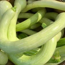 Image result for tromboncino