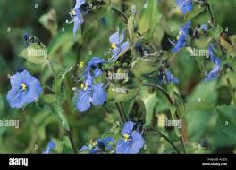 Attēlu rezultāti vaicājumam “Commelina coelestis”