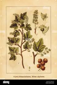 Attēlu rezultāti vaicājumam “Ribes alpinum”