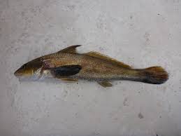 Image result for Menticirrhus americanus