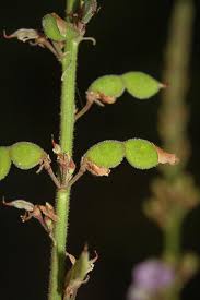 Attēlu rezultāti vaicājumam “Diderma globosum sessile”
