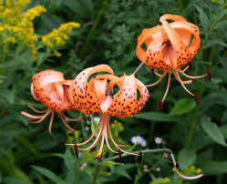 Attēlu rezultāti vaicājumam “Lilium lancifolium flower”