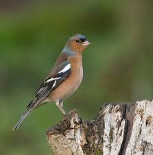 Attēlu rezultāti vaicājumam “Fringilla coelebs nest”