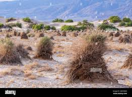 Image result for Dearne Valley Devils