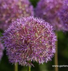 Image result for Zierlauch