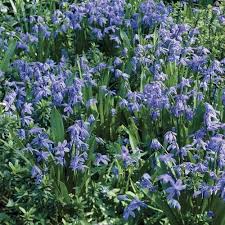 Attēlu rezultāti vaicājumam “Scilla siberica”