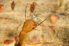 Attēlu rezultāti vaicājumam “Ephemeroptera”