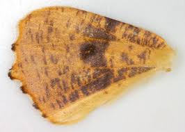 Attēlu rezultāti vaicājumam “Ennomos autumnaria male”