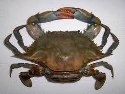 Image result for Callinectes sapidus