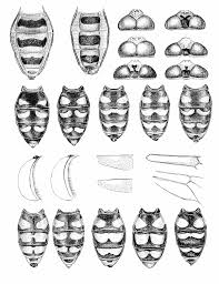 Attēlu rezultāti vaicājumam “Eupeodes nielseni”