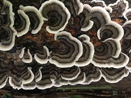 Attēlu rezultāti vaicājumam “Trametes versicolor”